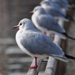 What Are the Signs of a Bird Infestation?