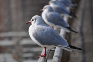 Birds on a fence
