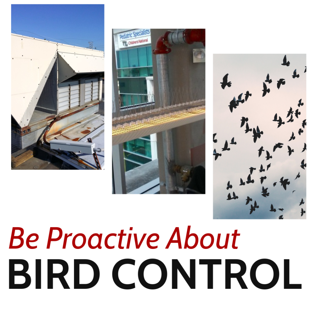 Be Proactive About Bird Control! 1