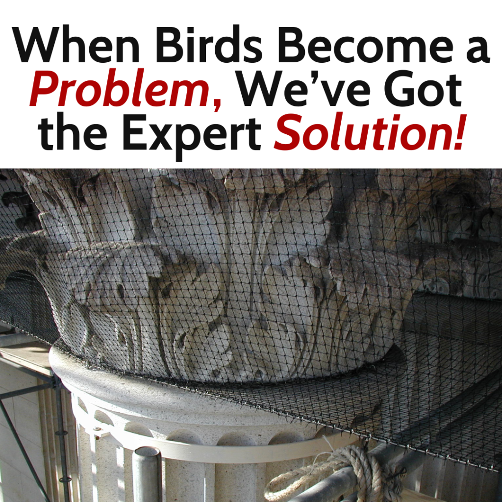 When Birds Become a Problem, We’ve Got The Expert Solution! 1