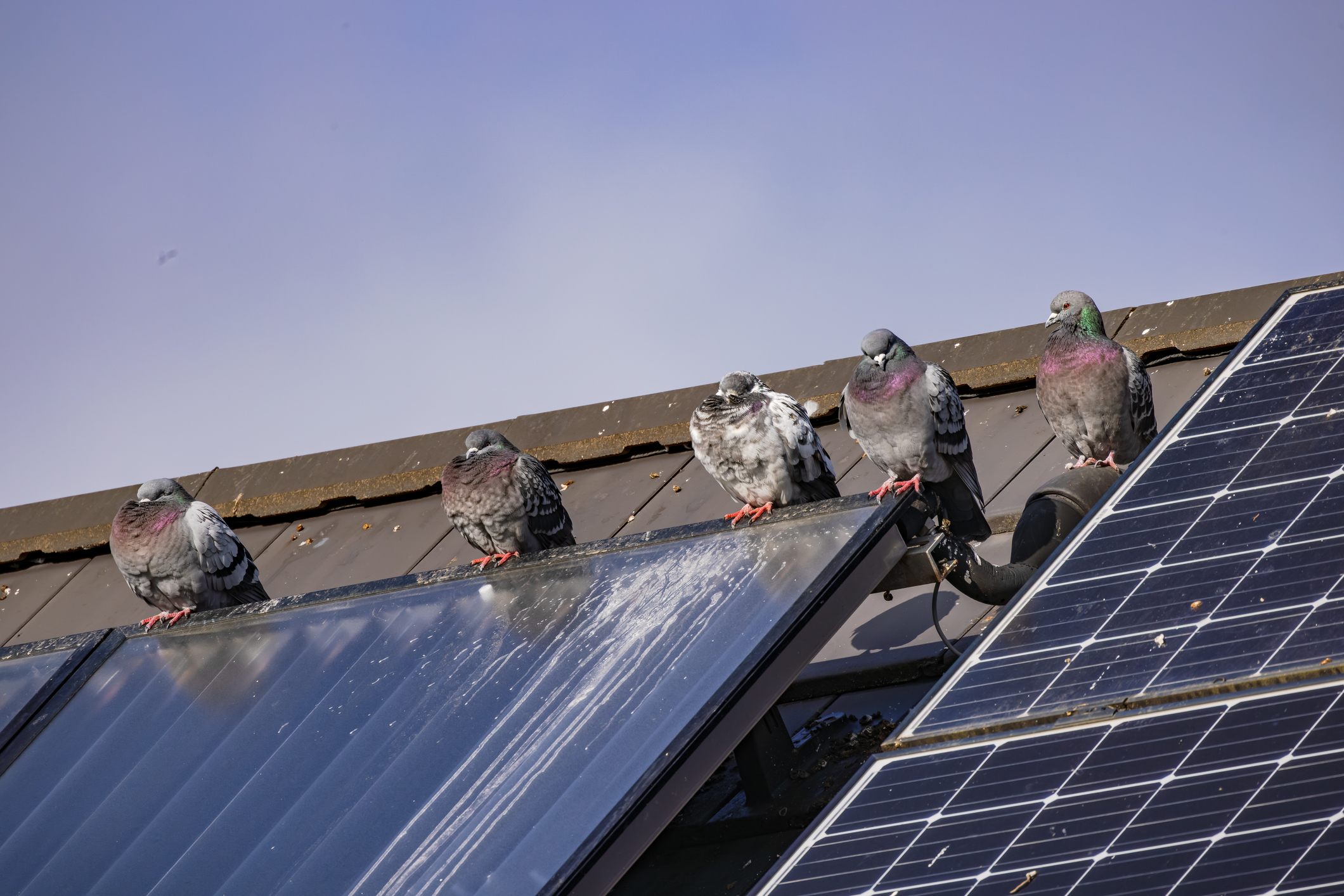 You are currently viewing What Attracts Birds to Commercial Buildings?